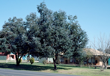 APII jpeg image of Eucalyptus crenulata  © contact APII