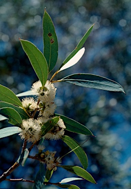 APII jpeg image of Eucalyptus diversicolor subsp.  © contact APII