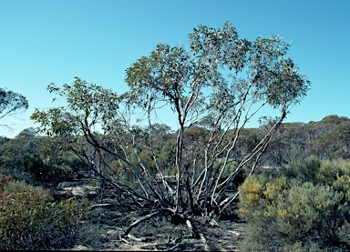 APII jpeg image of Eucalyptus dumosa  © contact APII