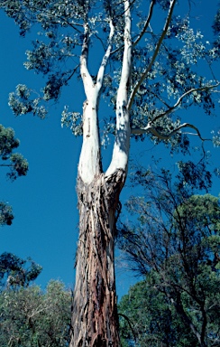 APII jpeg image of Eucalyptus dunnii  © contact APII