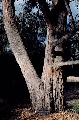APII jpeg image of Eucalyptus tindaliae  © contact APII