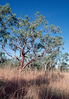 APII jpeg image of Corymbia foelscheana  © contact APII