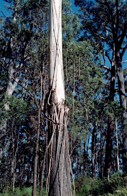 APII jpeg image of Eucalyptus fraxinoides  © contact APII