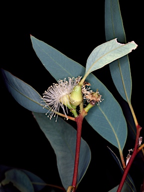 APII jpeg image of Eucalyptus gillenii  © contact APII
