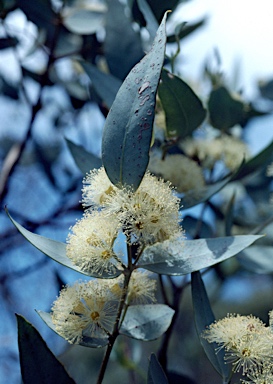 APII jpeg image of Eucalyptus gillii var. x petiolaris  © contact APII