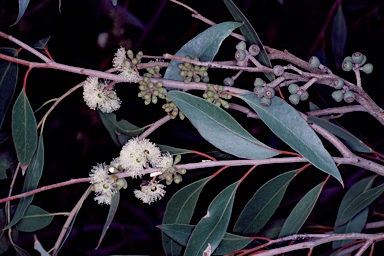 APII jpeg image of Eucalyptus globoidea  © contact APII