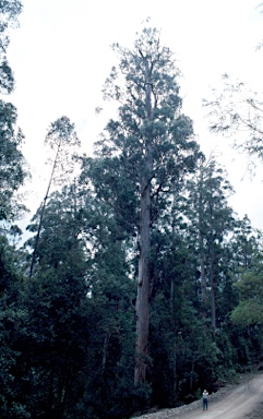 APII jpeg image of Eucalyptus globulus  © contact APII