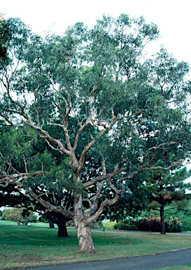 APII jpeg image of Eucalyptus globulus subsp. maidenii  © contact APII