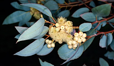 APII jpeg image of Eucalyptus goniantha  © contact APII