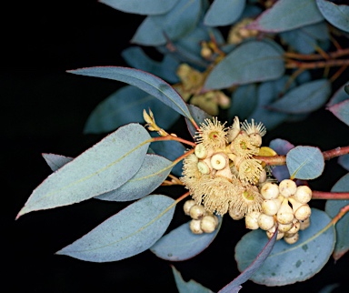 APII jpeg image of Eucalyptus goniantha  © contact APII