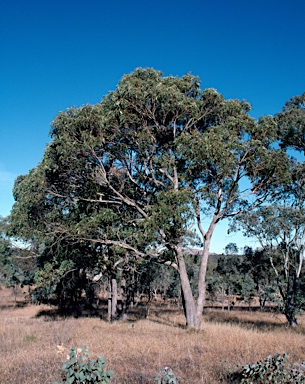 APII jpeg image of Eucalyptus goniocalyx  © contact APII
