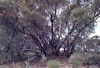 APII jpeg image of Eucalyptus gracilis  © contact APII