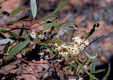 APII jpeg image of Eucalyptus gracilis  © contact APII