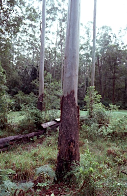 APII jpeg image of Eucalyptus grandis  © contact APII