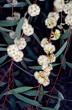 APII jpeg image of Eucalyptus gregsoniana  © contact APII