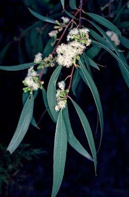 APII jpeg image of Eucalyptus gregsoniana  © contact APII