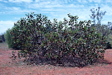 APII jpeg image of Eucalyptus grossa  © contact APII