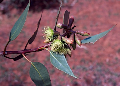 APII jpeg image of Eucalyptus grossa  © contact APII