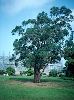 APII jpeg image of Eucalyptus gunnii  © contact APII