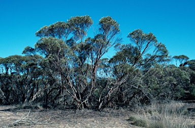 APII jpeg image of Eucalyptus incrassata  © contact APII