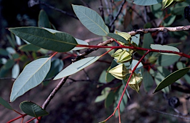 APII jpeg image of Eucalyptus kingsmillii  © contact APII