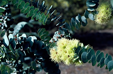 APII jpeg image of Eucalyptus kruseana  © contact APII