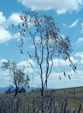 APII jpeg image of Eucalyptus lacrimans  © contact APII