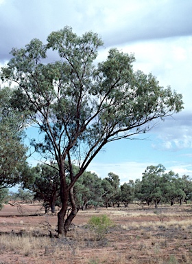 APII jpeg image of Eucalyptus largiflorens  © contact APII