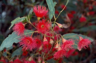 APII jpeg image of Eucalyptus leucoxylon  © contact APII