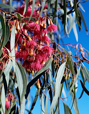 APII jpeg image of Eucalyptus leucoxylon  © contact APII