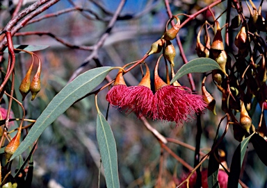 APII jpeg image of Eucalyptus leucoxylon  © contact APII