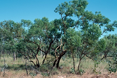 APII jpeg image of Eucalyptus lirata  © contact APII