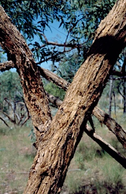 APII jpeg image of Eucalyptus lirata  © contact APII