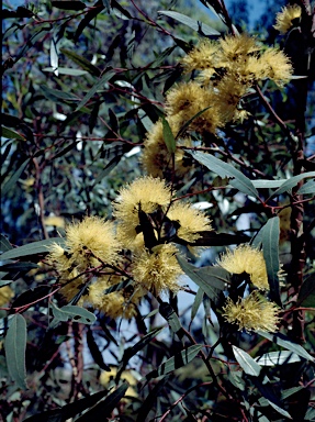 APII jpeg image of Eucalyptus macrandra  © contact APII