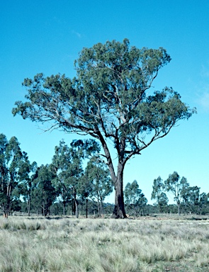 APII jpeg image of Eucalyptus macrorhyncha  © contact APII