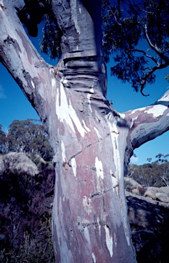 APII jpeg image of Eucalyptus mannifera  © contact APII