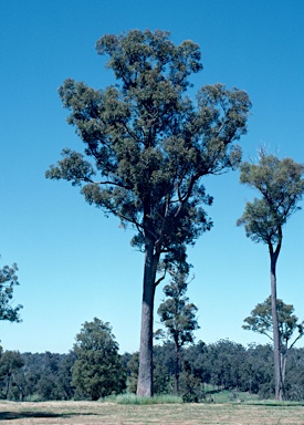 APII jpeg image of Eucalyptus marginata  © contact APII