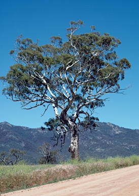 APII jpeg image of Eucalyptus melliodora  © contact APII