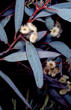 APII jpeg image of Eucalyptus micranthera  © contact APII