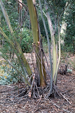 APII jpeg image of Eucalyptus moorei subsp. moorei  © contact APII