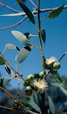 APII jpeg image of Eucalyptus oldfieldii  © contact APII