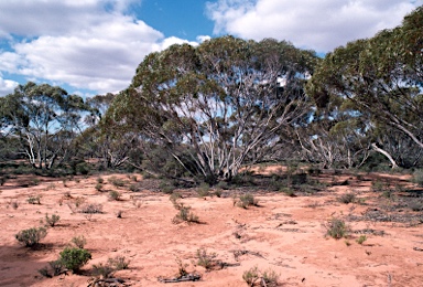 APII jpeg image of Eucalyptus oleosa subsp. oleosa  © contact APII