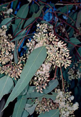 APII jpeg image of Eucalyptus ophitica  © contact APII