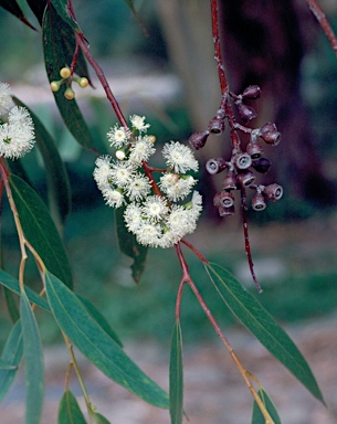 APII jpeg image of Eucalyptus oreades  © contact APII