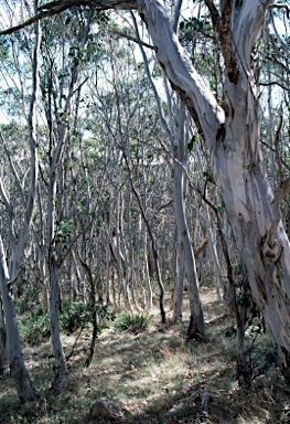 APII jpeg image of Eucalyptus pauciflora  © contact APII