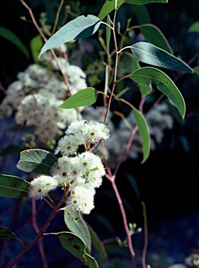 APII jpeg image of Eucalyptus petraea  © contact APII