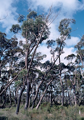 APII jpeg image of Eucalyptus piperita  © contact APII