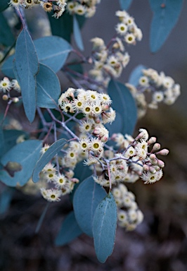 APII jpeg image of Eucalyptus polyanthemos  © contact APII