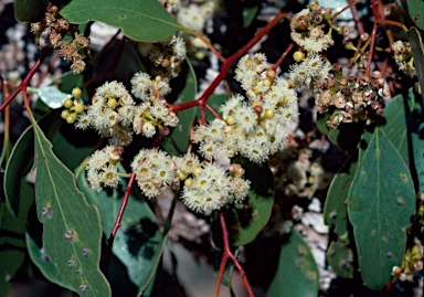 APII jpeg image of Eucalyptus populnea  © contact APII