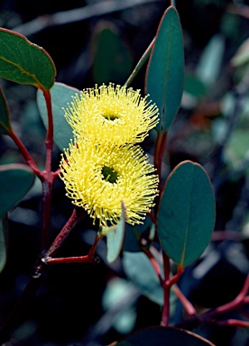 APII jpeg image of Eucalyptus preissiana  © contact APII